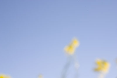 sky and mustard flowers